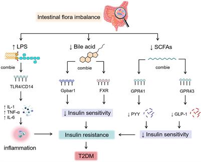 Review of the correlation between Chinese medicine and intestinal microbiota on the efficacy of diabetes mellitus